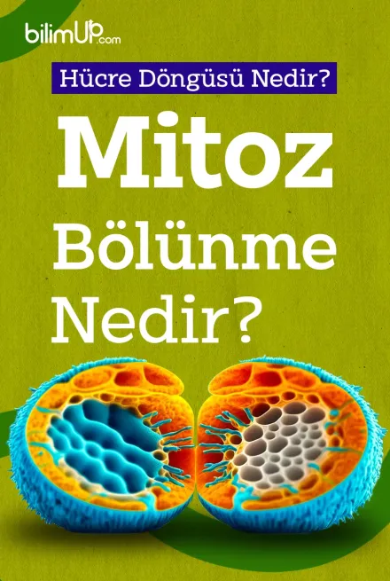 Hücre Döngüsü Nedir? Mitoz Bölünme Nedir?