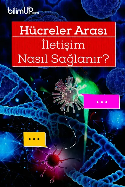 Hücreler Arası İletişim Nasıl Sağlanır?