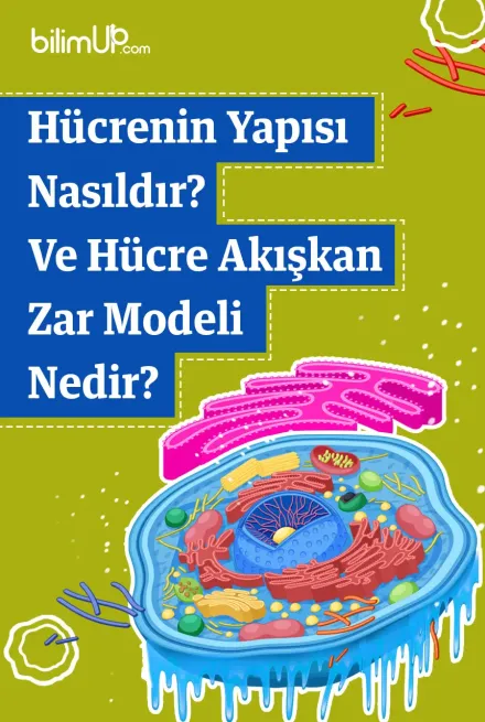 Hücrenin Yapısı Nasıldır? Ve Hücre Akışkan Zar Modeli Nedir?