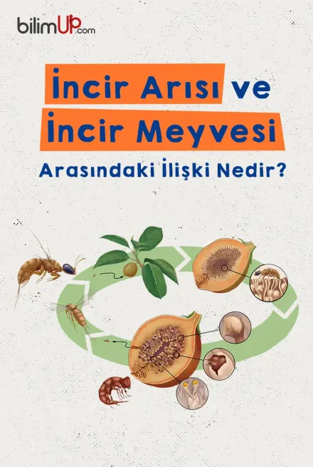 İncir Arısı ve İncir Meyvesi Arasındaki İlişki Nedir?