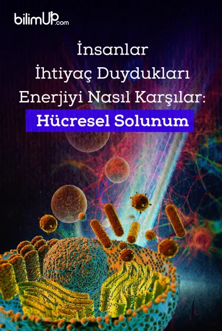 İnsanlar İhtiyaç Duydukları Enerjiyi Nasıl Karşılar: Hücresel Solunum