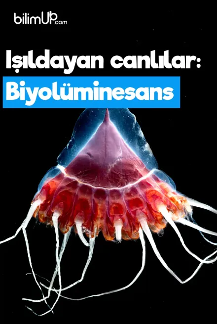 Işıldayan canlılar: Biyolüminesans