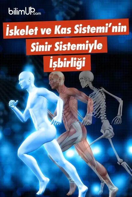 İskelet ve Kas Sistemi’nin Sinir Sistemiyle İşbirliği