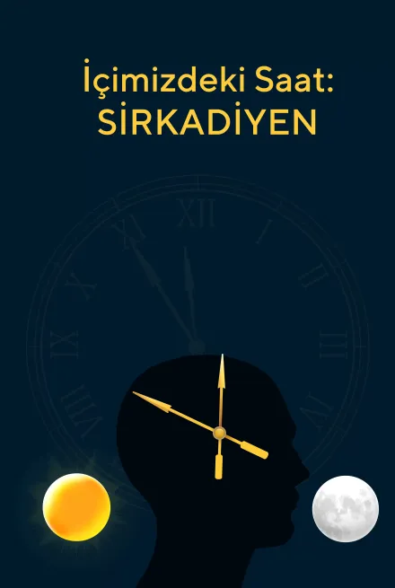 İçimizdeki Saat: SİRKADİYEN Ritim