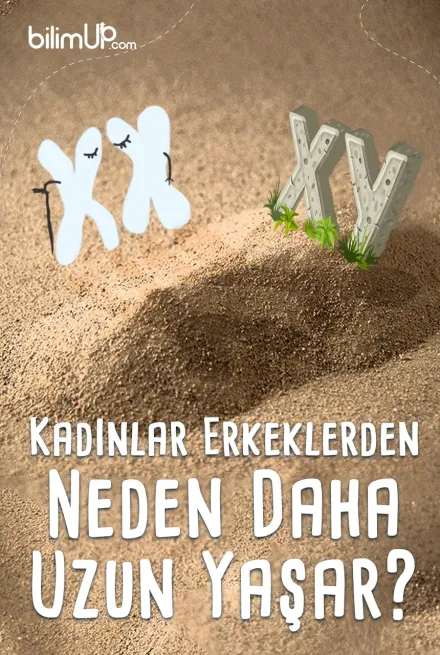 Kadınlar Erkeklerden Neden Daha Uzun Yaşar?