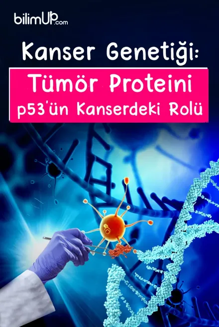 Kanser Genetiği: Tümör Proteini p53’ün Kanserdeki Rolü