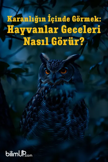 Karanlığın İçinde Görmek: Hayvanlar Geceleri Nasıl Görür?