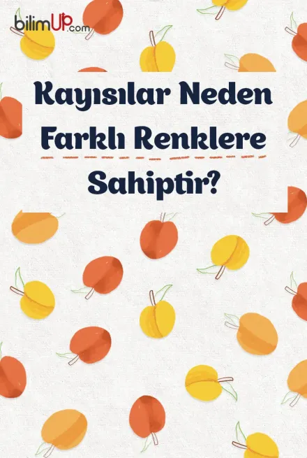 Kayısılar Neden Farklı Renklere Sahiptir?