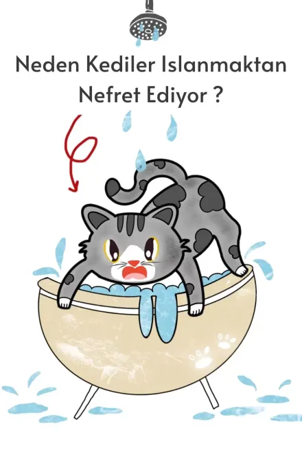 Neden Kediler Islanmaktan Nefret Ediyor?