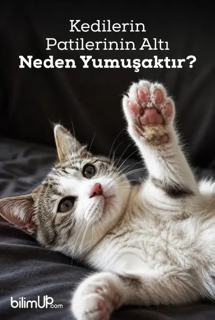 Kedilerin Patilerinin Altı Neden Yumuşaktır?