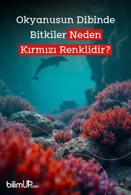 Okyanusun Dibinde Bitkiler Neden Kırmızı Renklidir?