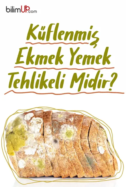 Küflenmiş Ekmek Yemek Tehlikeli Midir?