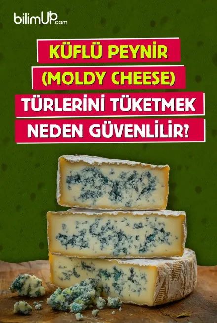 Küflü Peynir (Moldy Cheese) Türlerini Tüketmek Neden Güvenlidir?