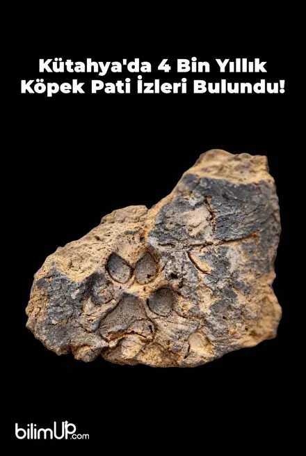 Kütahya'da Yaklaşık 4 Bin Yıllık Köpek Pati İzleri Bulundu