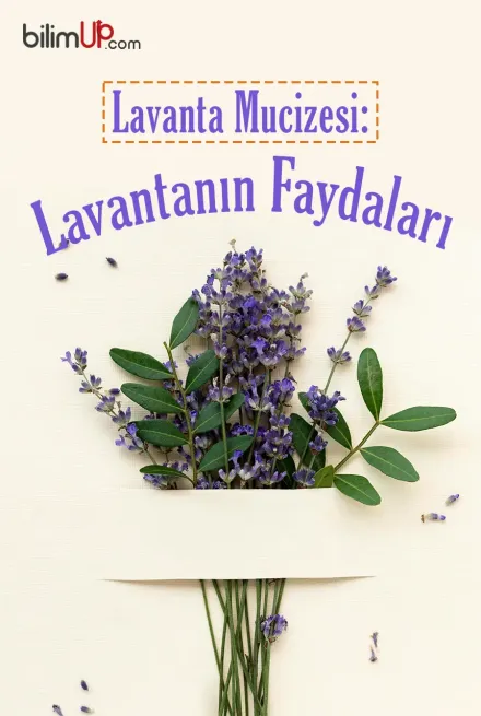 Lavanta Mucizesi: Lavantanın Faydaları