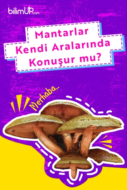 Mantarlar kendi aralarında konuşur mu?