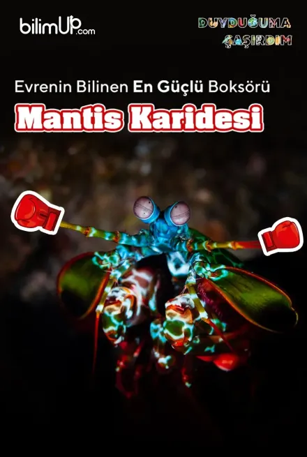 Evrenin En Güçlü Boksçusu: Mantis Karidesi