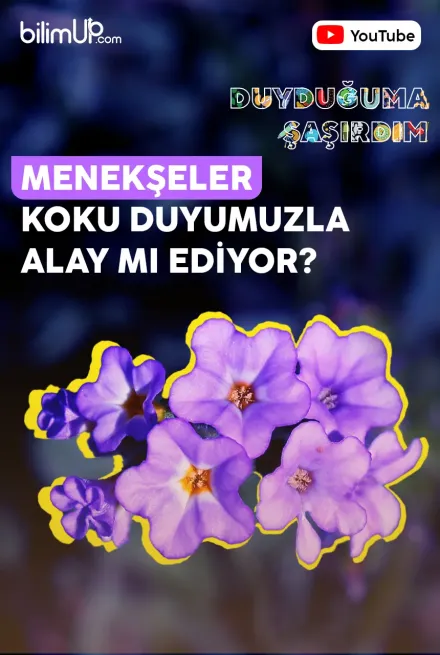 Menekşeler Koku Duyumuzla Alay Mı Ediyor? - Video