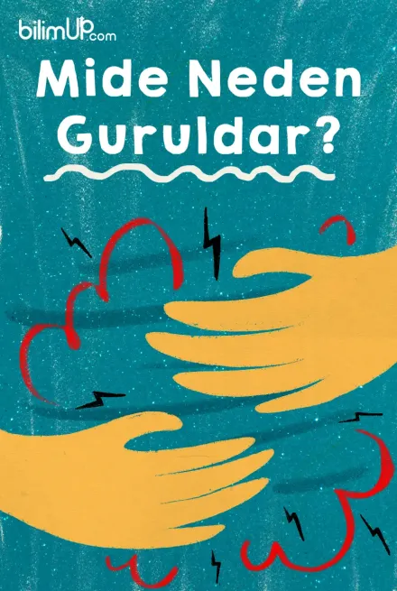 Mide Neden Guruldar?