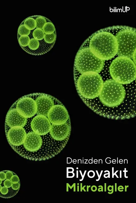 Denizlerden Gelen Biyoyakıt: Mikroalgler