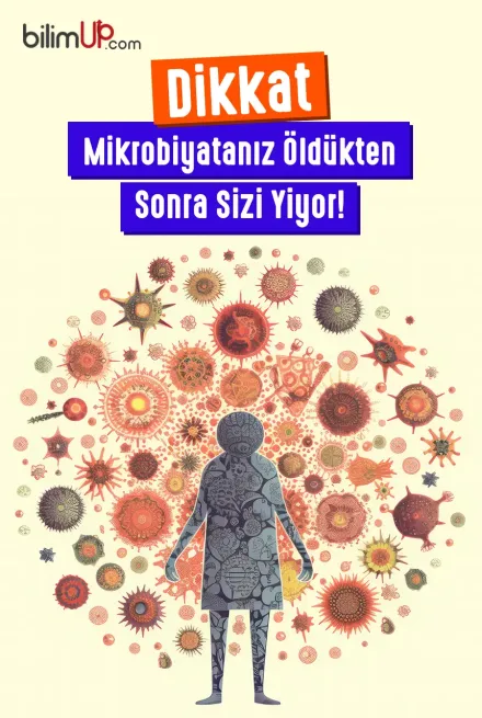 Dikkat Mikrobiyatanız Öldükten Sonra Sizi Yiyor!
