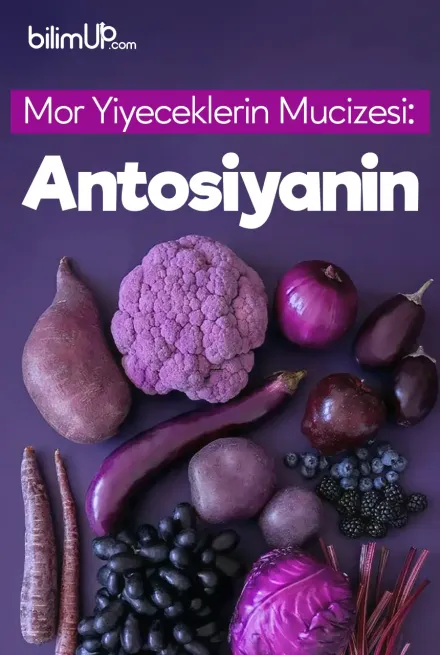 Mor Yiyeceklerin Mucizesi: Antosiyanin