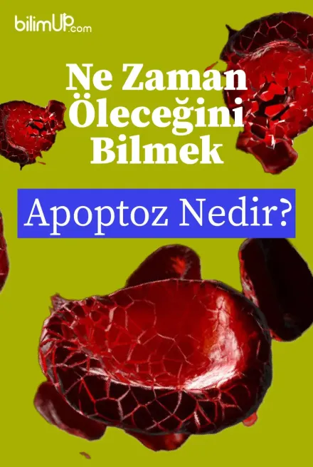 Ne Zaman Öleceğini Bilmek: Apoptoz Nedir?