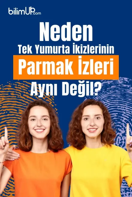 Neden Tek Yumurta İkizlerinin Parmak İzleri Aynı Değil?