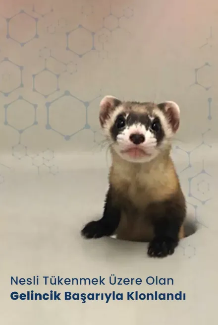 Nesli Tükenmek Üzere Olan Gelincik Başarıyla Klonlandı