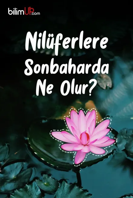Nilüferlere Sonbaharda Ne Olur?