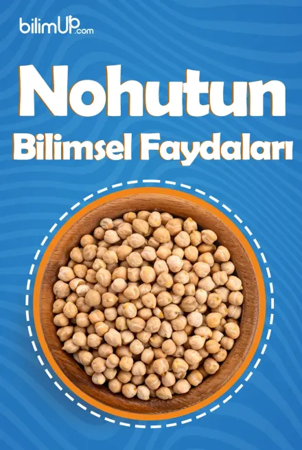 Nohutun Bilimsel Faydaları Nelerdir?