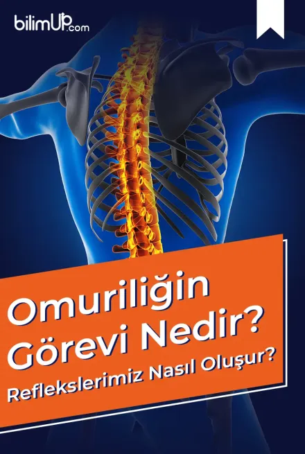 Omuriliğin Görevi Nedir? Reflekslerimiz Nasıl Oluşur?