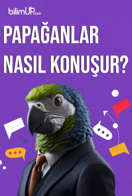 Papağanlar Nasıl Konuşur?