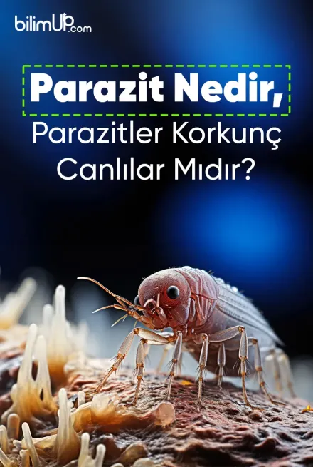 Parazit Nedir, Parazitler Korkunç Canlılar Mıdır?