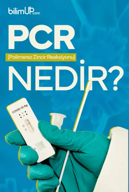 PCR (Polimeraz Zincir Reaksiyonu) Nedir?