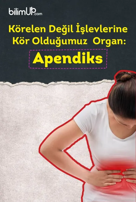 Körelen Değil İşlevlerine Kör Olduğumuz Organ: Apendiks