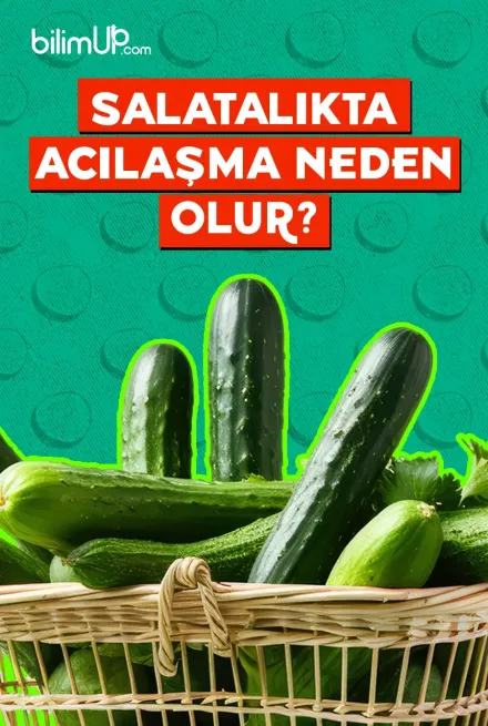 Salatalıkta Acılaşma Neden Olur?