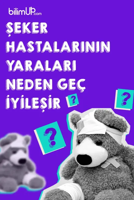 Şeker Hastalarının Yaraları Neden Geç İyileşir?