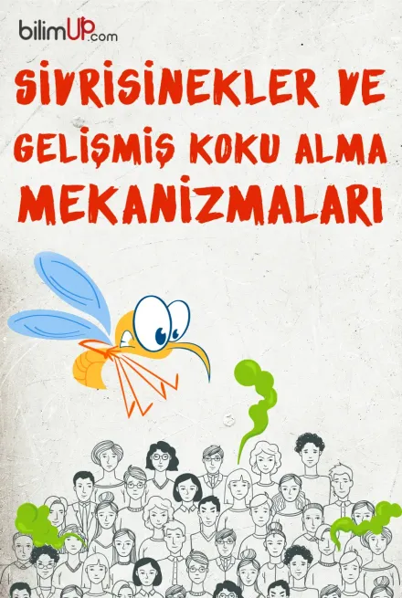 Sivrisinekler ve Gelişmiş Koku Alma Mekanizmaları