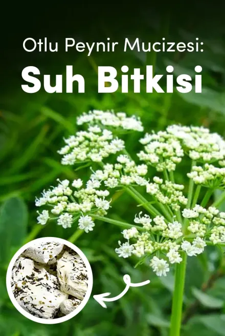 Otlu Peynir Mucizesi: Suh Bitkisi