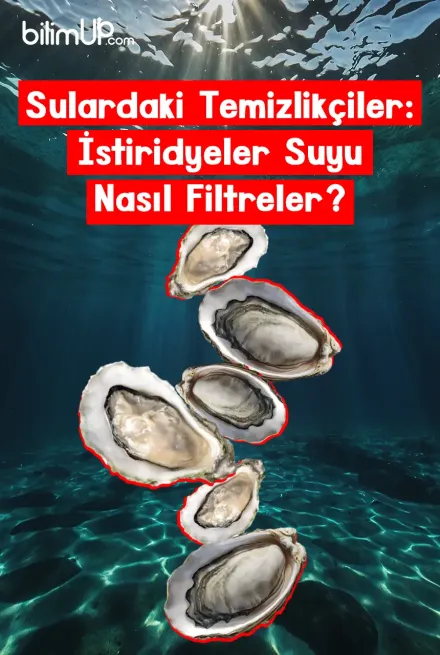 Sulardaki Temizlikçiler: İstiridyeler Suyu Nasıl Filtreler?
