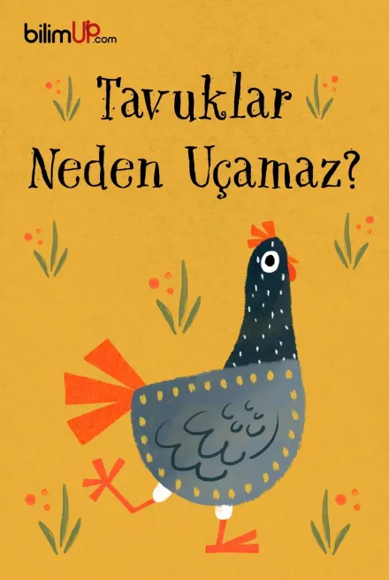 Tavuklar Neden Uçamaz?