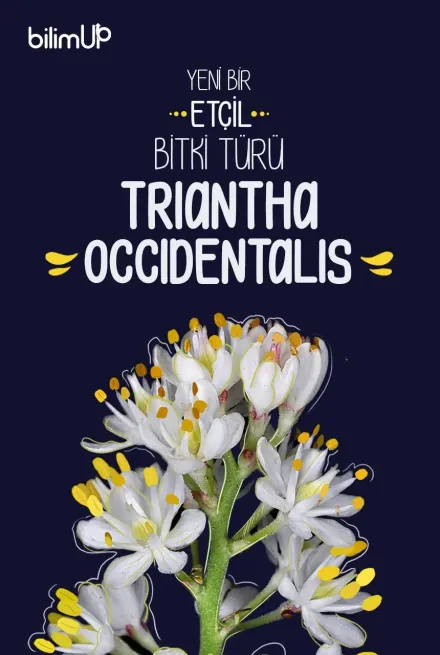 Eşsiz Avlama ve Tozlaşma Yapısına Sahip Yeni Bir Etçil Bitki Türü “Triantha occidentalis”