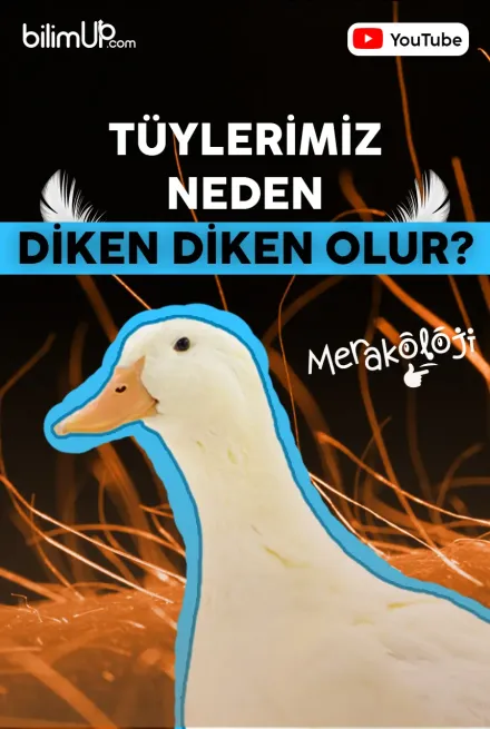 Tüylerimiz Neden Diken Diken Olur? - Video