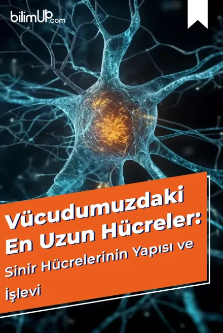 Vücudumuzdaki En Uzun Hücreler: Sinir Hücrelerinin Yapısı ve İşlevi