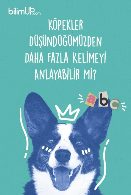 Köpekler Düşündüğümüzden Daha Fazla Kelimeyi Anlayabilir Mi?