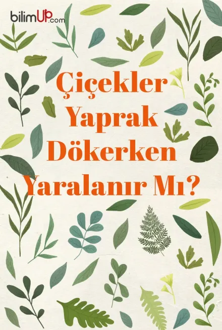 Çiçekler Yaprak Dökerken Yaralanır Mı?