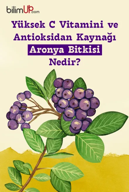 Yüksek C Vitamini ve Antioksidan Kaynağı Aronya Bitkisi Nedir?