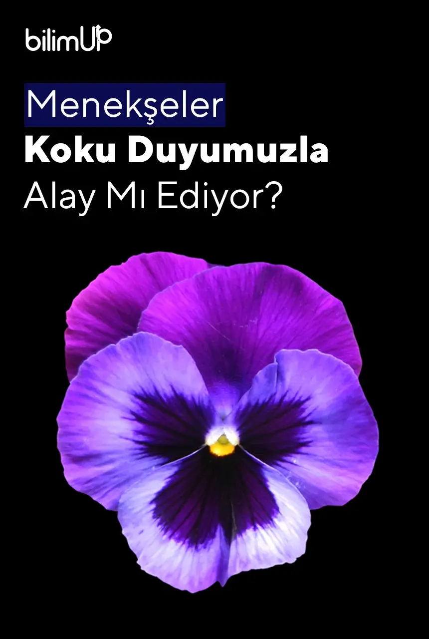 Menekşeler Koku Duyumuzla Alay Mı Ediyor?