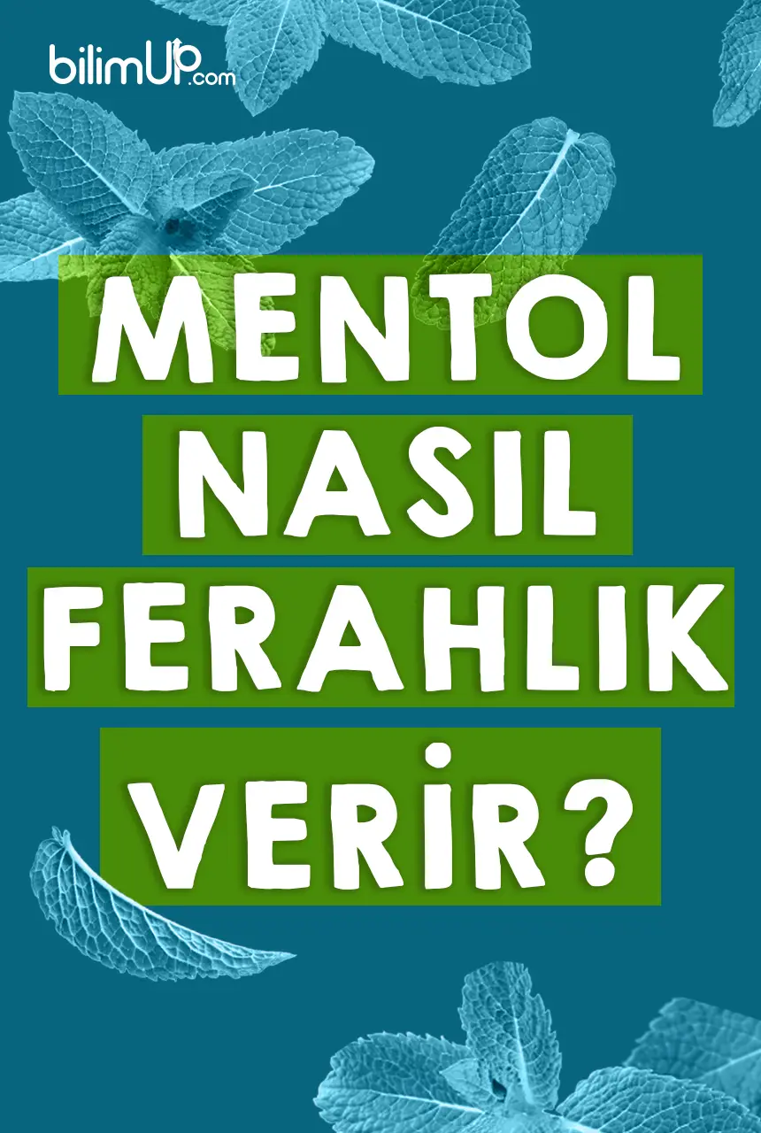 Mentol Nasıl Ferahlık Hissi Verir?